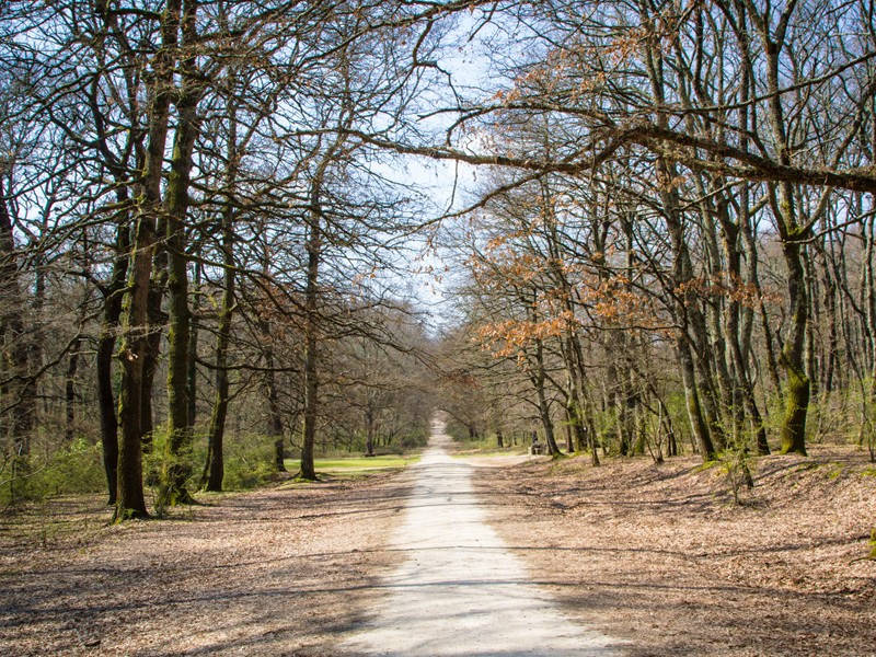 Il bosco Macchia Grande