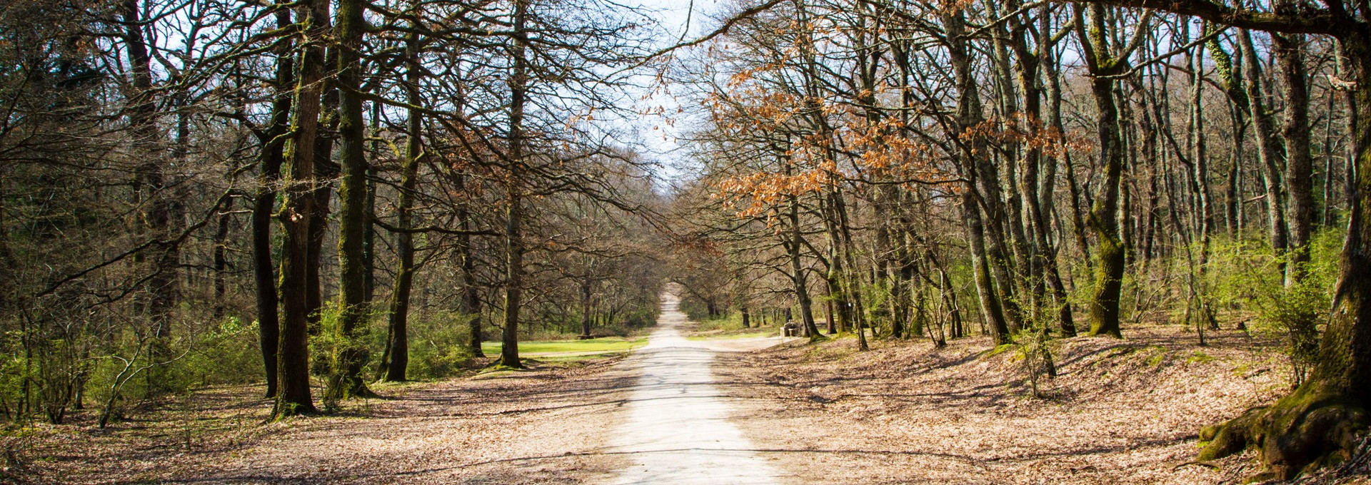 Il bosco Macchia Grande